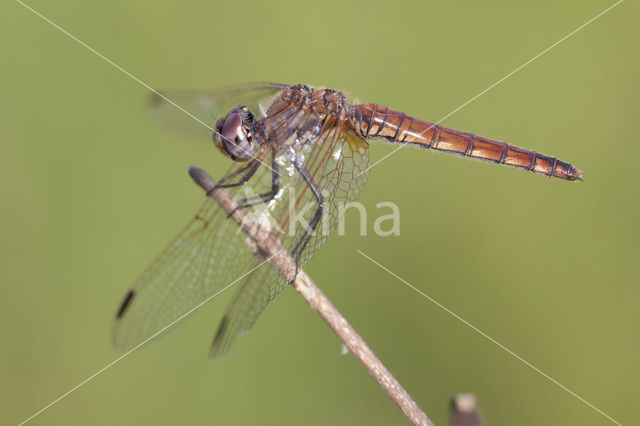 Purperlibel (Trithemis annulata)