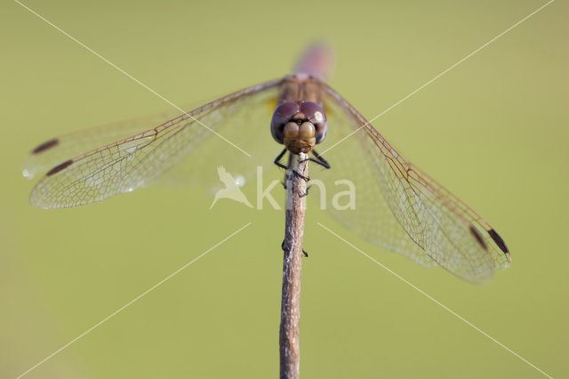 Purperlibel (Trithemis annulata)