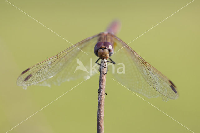 Purperlibel (Trithemis annulata)