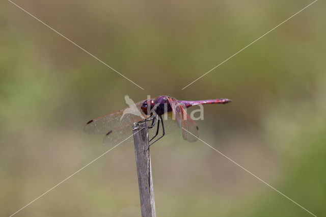 Violet-marked Darter (Trithemis annulata)