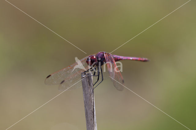 Purperlibel (Trithemis annulata)