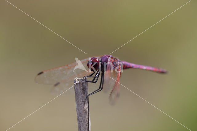 Violet-marked Darter (Trithemis annulata)
