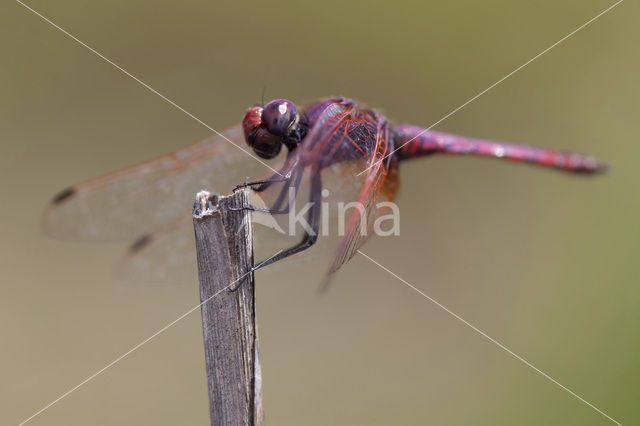 Purperlibel (Trithemis annulata)