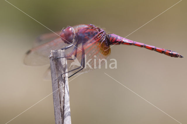 Purperlibel (Trithemis annulata)