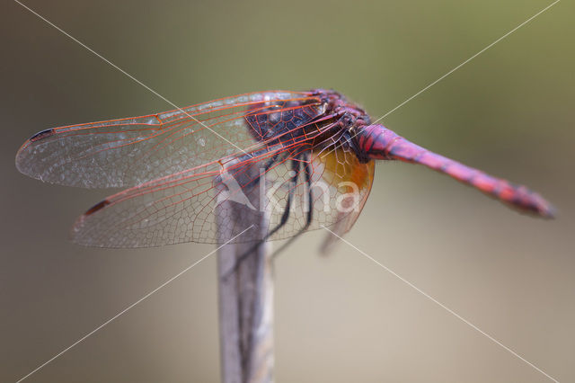 Purperlibel (Trithemis annulata)