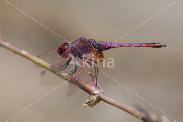 Purperlibel (Trithemis annulata)