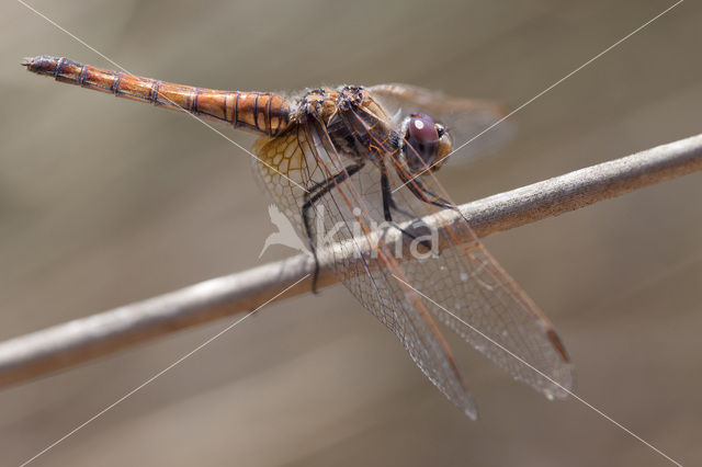Violet-marked Darter (Trithemis annulata)
