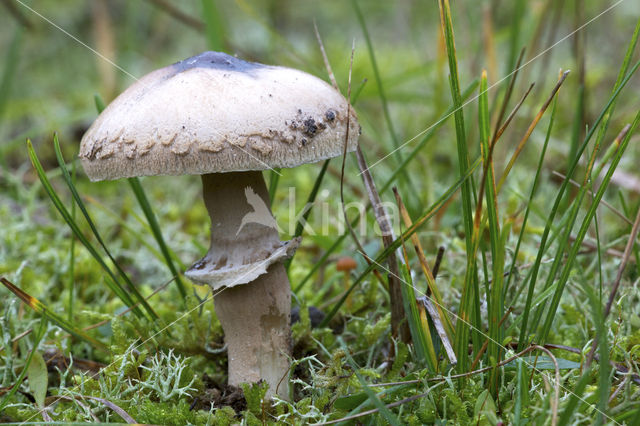 Macrolepiota excoriata