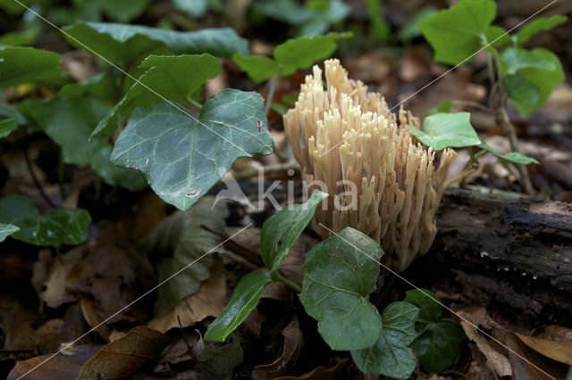 Upright coral (Ramaria stricta)