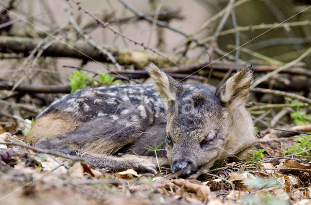 Roe Deer (Capreolus capreolus)