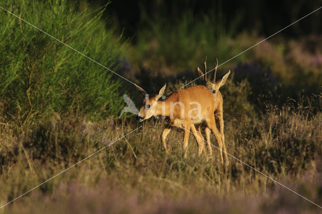 Roe Deer (Capreolus capreolus)