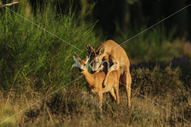 Ree (Capreolus capreolus)