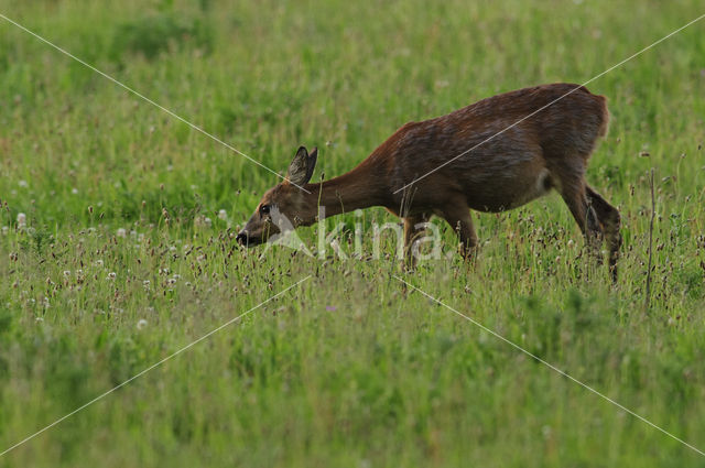 Roe Deer (Capreolus capreolus)