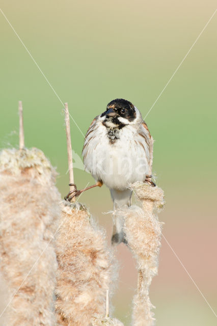 Reed Bunting (Emberiza schoeniclus)