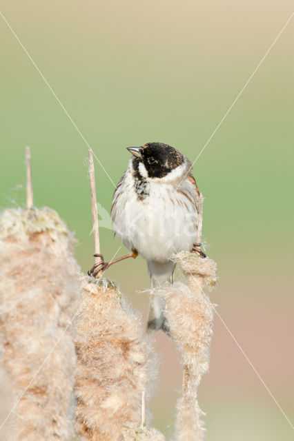 Reed Bunting (Emberiza schoeniclus)