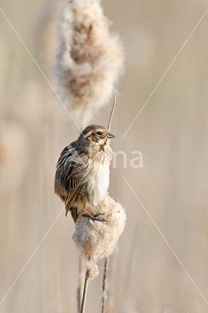 Reed Bunting (Emberiza schoeniclus)