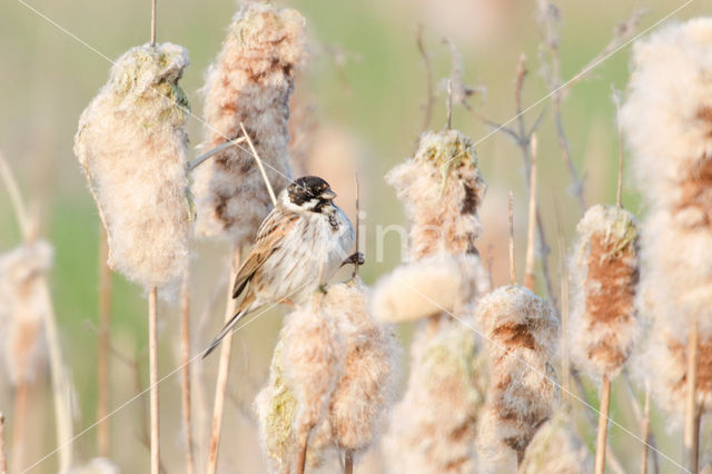 Reed Bunting (Emberiza schoeniclus)