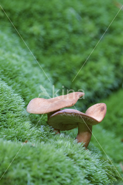 Lactarius theiogalus