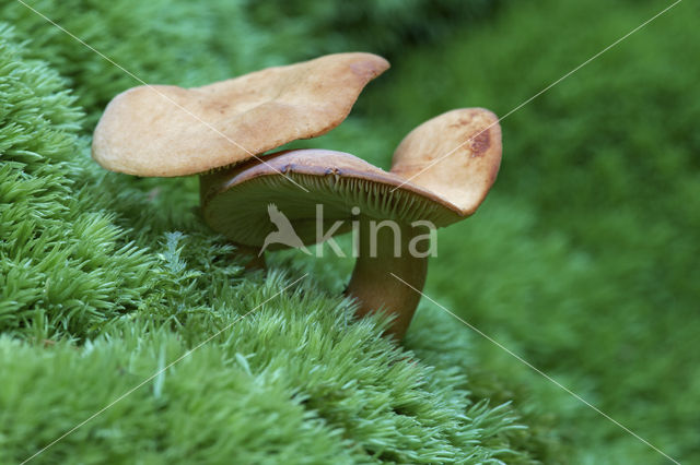 Lactarius theiogalus