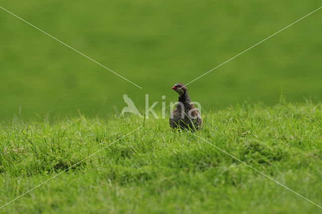 Red-legged Partridge (Alectoris rufa)