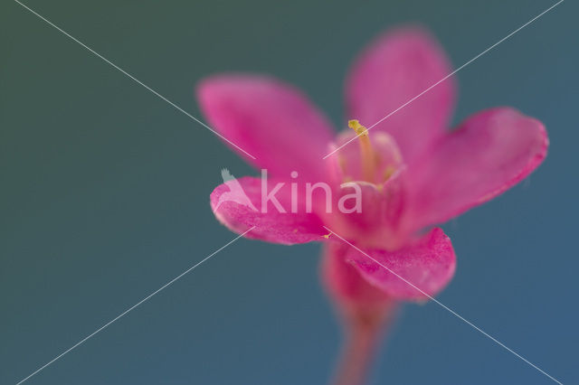 redflower currant (Ribes sanguineum)