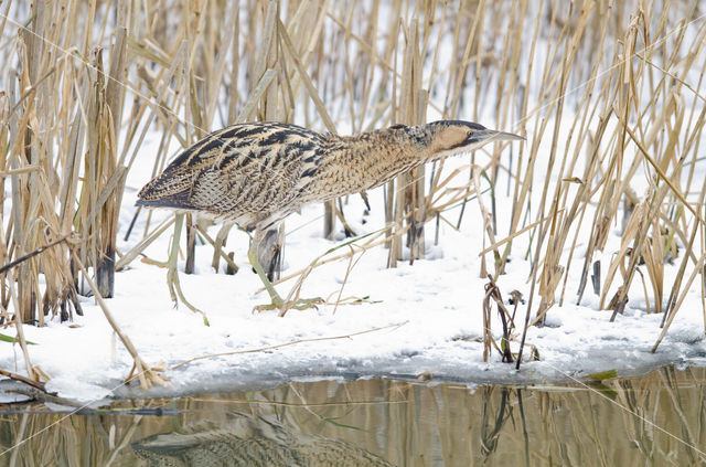 Bittern (Botaurus stellaris)