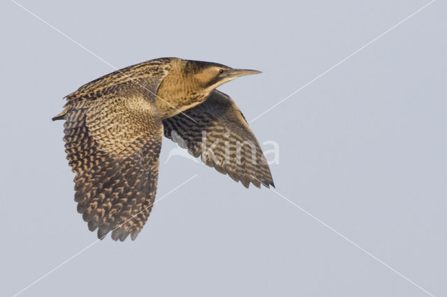 Bittern (Botaurus stellaris)