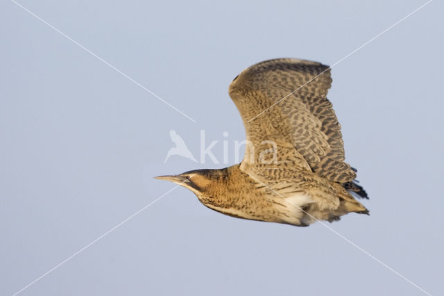 Bittern (Botaurus stellaris)