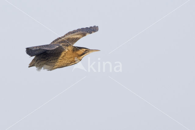 Bittern (Botaurus stellaris)