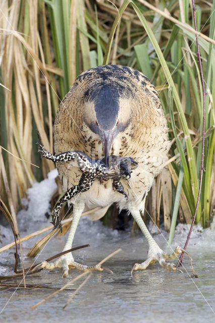 Roerdomp (Botaurus stellaris)