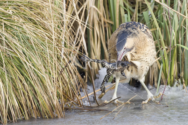 Bittern (Botaurus stellaris)