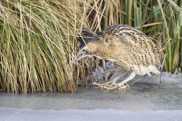 Bittern (Botaurus stellaris)