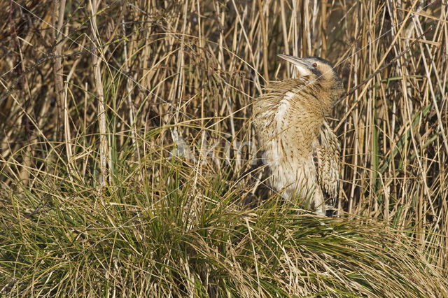 Bittern (Botaurus stellaris)