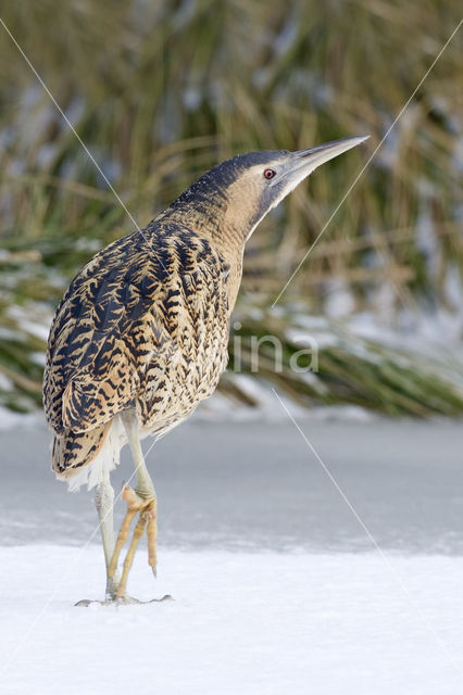 Bittern (Botaurus stellaris)