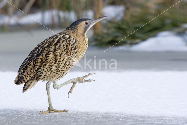 Bittern (Botaurus stellaris)