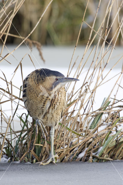 Roerdomp (Botaurus stellaris)