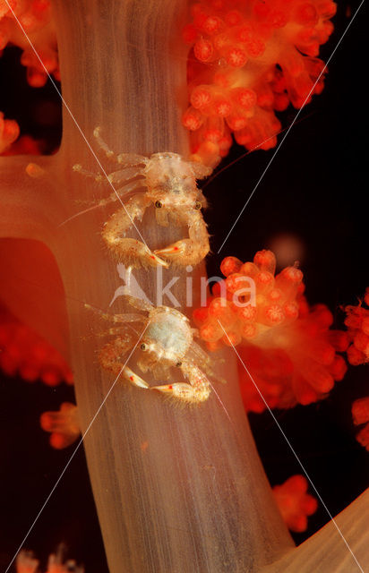 Rood Zacht koraal (Dendronephthya spec.)