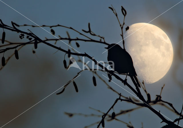 Roodborst