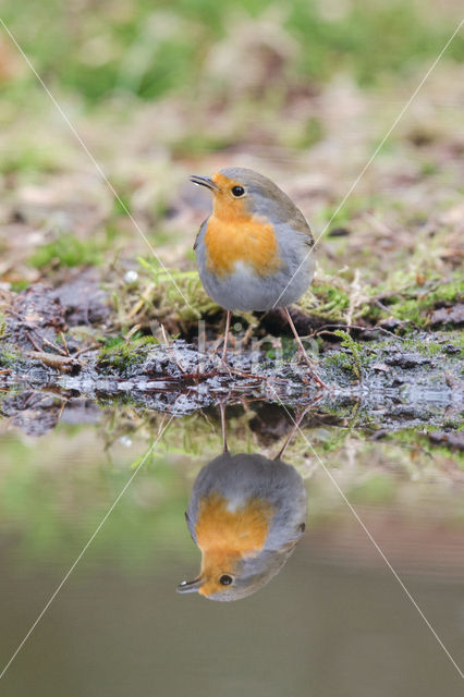 European Robin (Erithacus rubecula)
