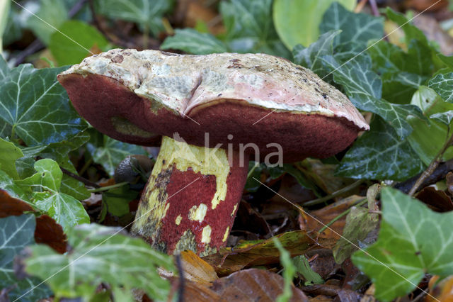 Boletus rhodoxanthus