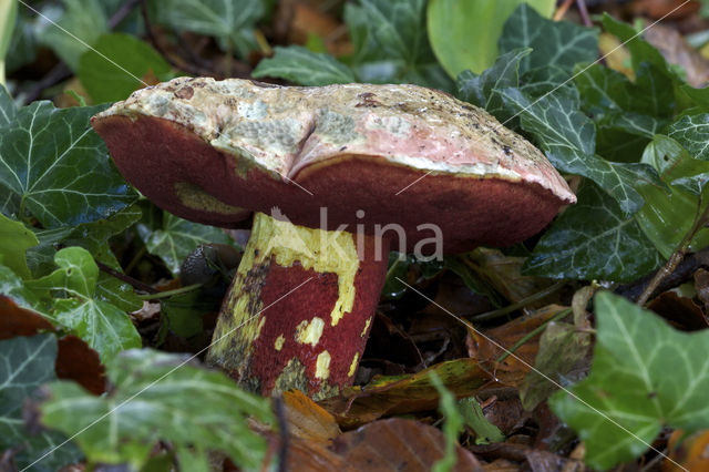 Boletus rhodoxanthus