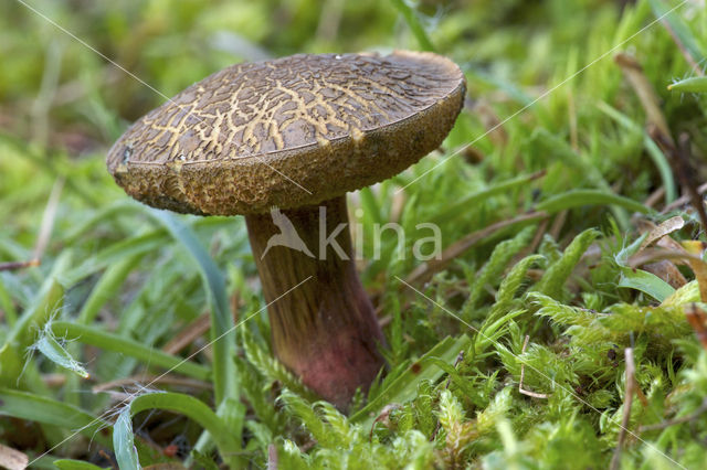 Boletus chrysenteron