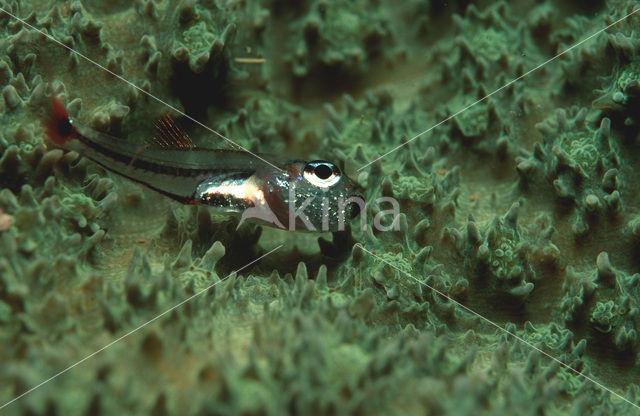 Roodvlek kardinaalbaars (Apogon parvulus)