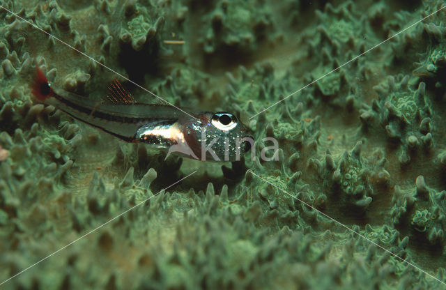 Red-spotted cardinalfish (Apogon parvulus)