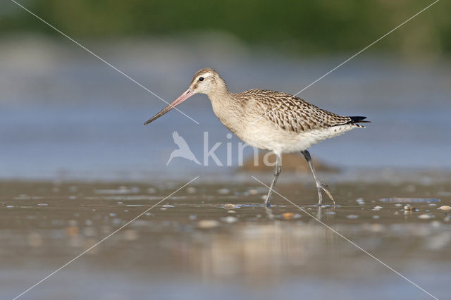 Bar-tailed Godwit (Limosa lapponica)