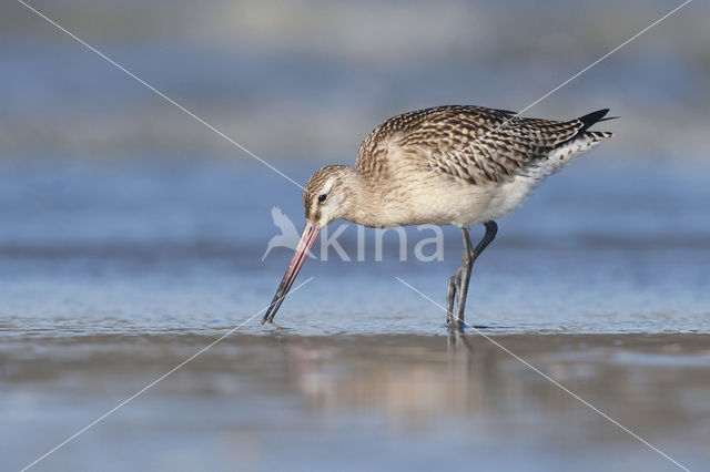 Rosse Grutto (Limosa lapponica)