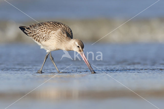 Bar-tailed Godwit (Limosa lapponica)
