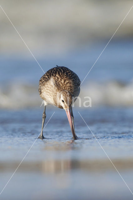 Rosse Grutto (Limosa lapponica)