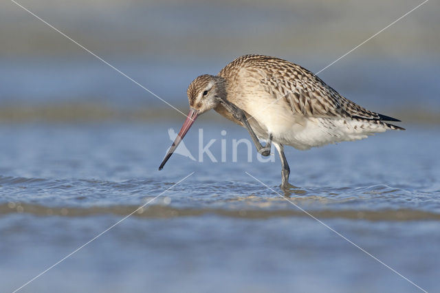 Bar-tailed Godwit (Limosa lapponica)