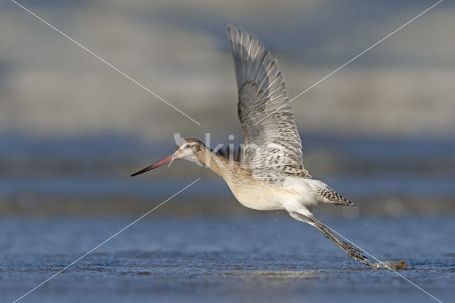 Rosse Grutto (Limosa lapponica)